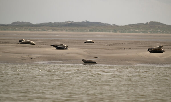 Phoque gris,