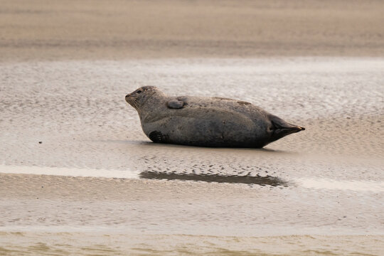 Phoque gris,