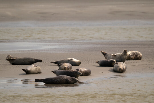 Phoque gris,