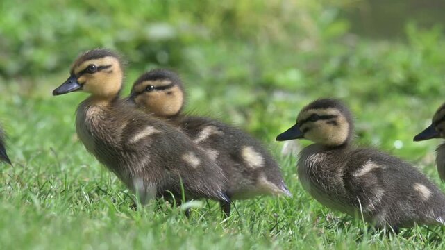 Mallard (Anas platyrhynchos) young ducklings walking on land. May, Kent, UK [Half speed]