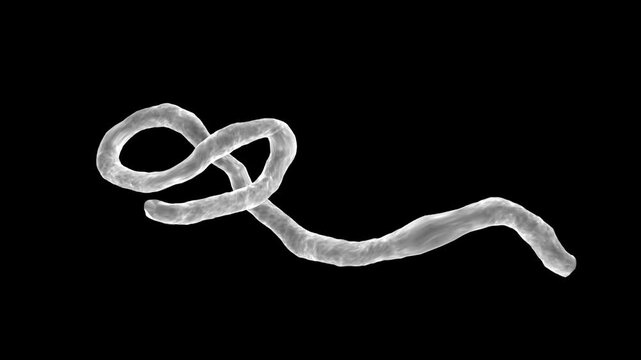 Microscopic view of an infectious Ebola Virus cell or virion on a transparent background. Full HD and looping overlay with alpha channel. 