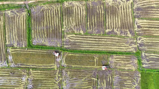 Overhead aerial view of two red combine harvesters operating in striped rice paddies, creating geometric harvest patterns across cut and green fields, Bato, Taytay, Palawan, Philippines.