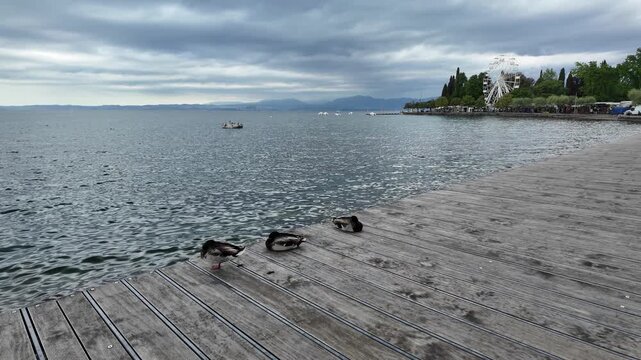 Bardolino, Italy - May 14, 2026 - Ducks resting on a wooden pier by a calm lake with distant mountains and a Ferris wheel