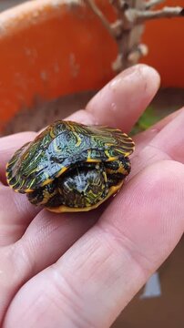 turtle in hand