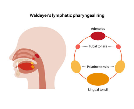 Waldeyer's lymphatic pharyngeal ring. Medical illustration of a longitudinal section of the human head with the tonsils labeled. Vector illustration in flat style isolated over white background