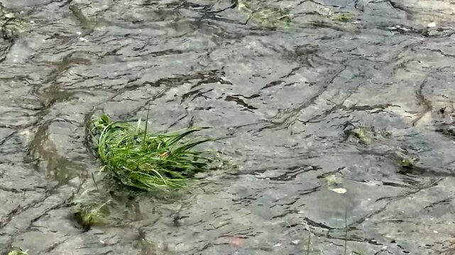flowing water over stones and grass in a shallow stream after a heavy rain
