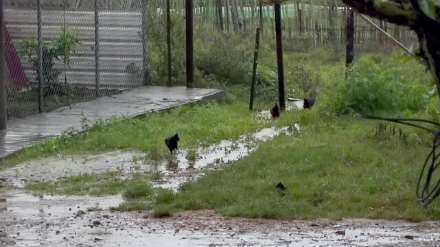 chickens foraging for food on a muddy farm path during a heavy rainstorm