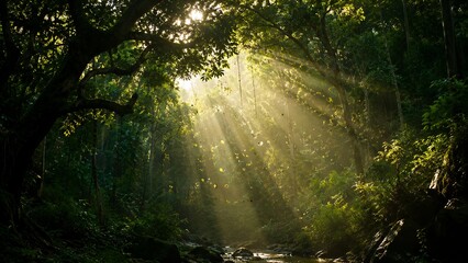 Fototapeta premium Sunbeams in Deep Green Forest with Magical Woodland Atmosphere