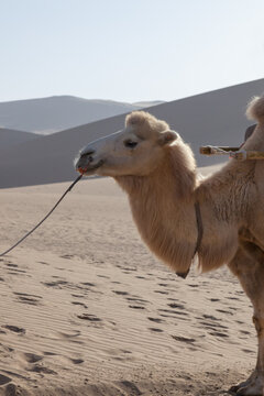 Camel in the desert, close-up, Dunhuang, Gansu, China