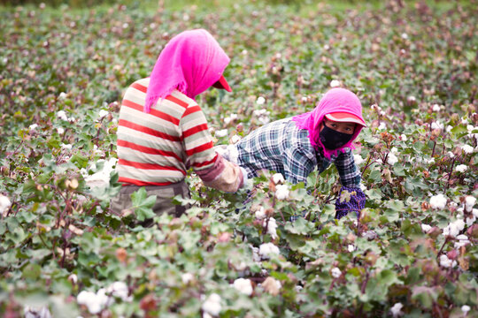 Female cotton pickers at work in a field, Dunhuang, Gansu, China