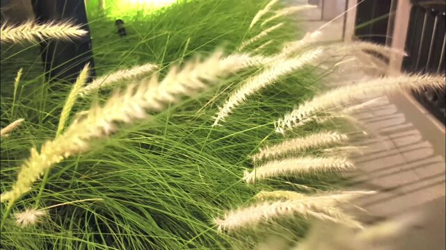 Soft white plumes sway gently in the breeze. Tall green grasses frame a serene, sunlit garden scene. Delicate wisps of seed heads catch the warm, golden light