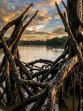 Mangrove roots frame a tranquil jungle river at sunset