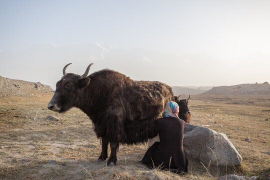Kyrgyz nomad woman milking a yak near Karakul lake, Karakul, Xinjiang, China