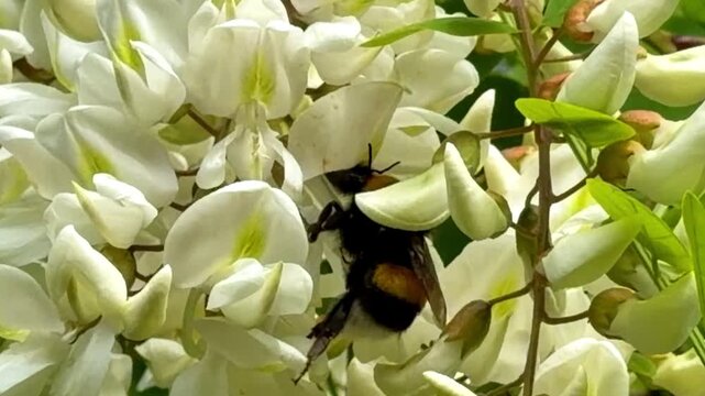 Busy Bumblebee Collecting Nectar from White Acacia Flowers on a Sunny Day, Close Up Footage