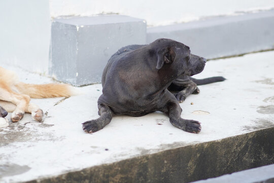 black dog