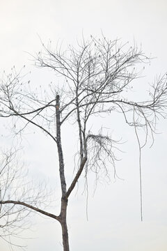 dead tree