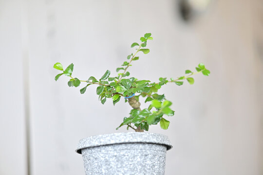 potted plants