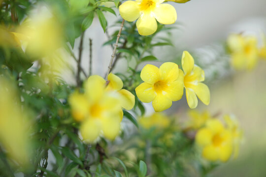 allamanda (Allamanda cathartica)