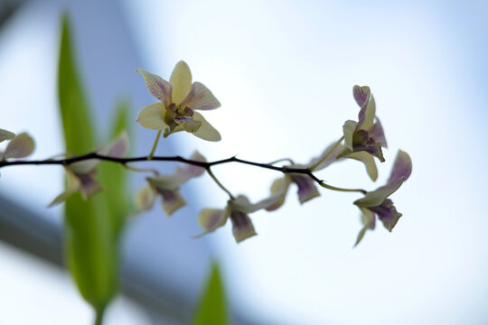 moon orchid