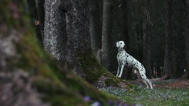 A Dalmatian dog walks through forest terrain in a close view. The scene shows movement and natural behavior outdoors.