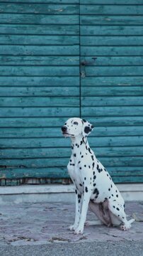 A Dalmatian sits near a textured blue wall with a calm posture. The outdoor setting emphasizes the coat pattern and peaceful tone.