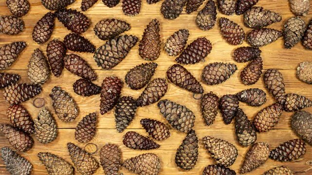 Pine Cones Opening in Time Lapse on a Wooden Background. Fir Cones Moving. Top View