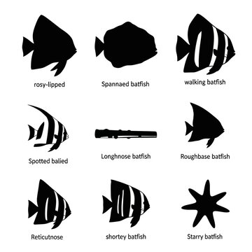 Batfish Silhouette Set Featuring Various Marine Life Poses Isolated on Transparent Background