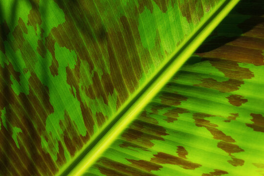 Musa banana leaf under sunlight showing texture and pattern in a natural setting