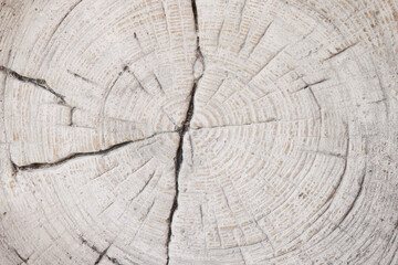 Fototapeta premium Whitewashed tree stump texture with visible tree rings and natural cracks