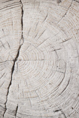 Fototapeta premium Whitewashed tree stump texture with visible tree rings and natural cracks