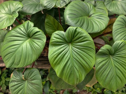 Homalomena rubescens is an auspicious plant popularly grown for its beauty and according to traditional beliefs.