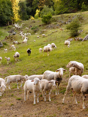 Fototapeta premium Sheep Grazing on a Green Alpine Hillside