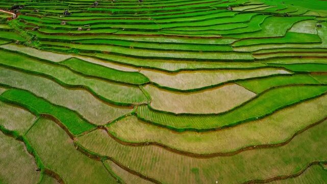 Drone aerial view skimming close to ground of lush green terraced rice fields in Pu Luong, Vietnam, scenic rural agriculture landscape.