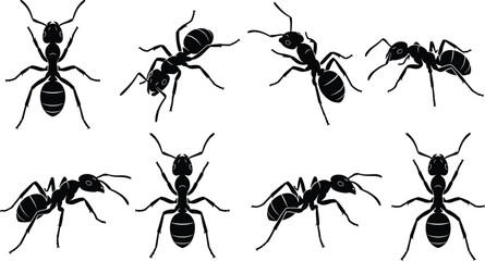 Detailed black ant silhouette set featuring isolated vector insect illustrations from top view and side angles for pest control branding © MdAbdur