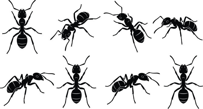 Detailed black ant silhouette set featuring isolated vector insect illustrations from top view and side angles for pest control branding