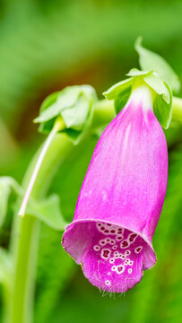 Pink foxglove flower close up with soft green background