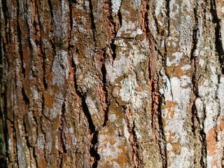 texture background of rough and moldy logs  © Fauzan