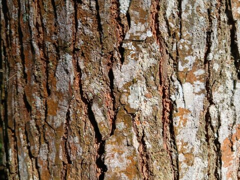 texture background of rough and moldy logs 