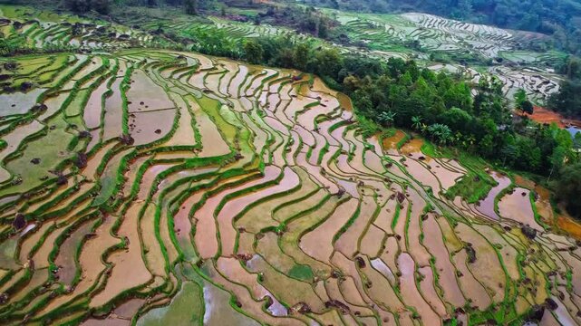 Panoramic high-angle aerial view of vibrant green rice terraces and limestone mountains in Pu Luong, Vietnam, showcasing stunning rural scenery.

