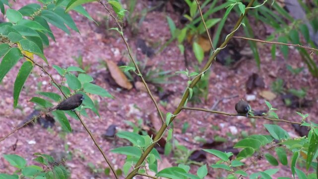 White-bellied Munia Pair Perched with Twig Carrying then Coordinated Takeoff and Immediate Follow Flight