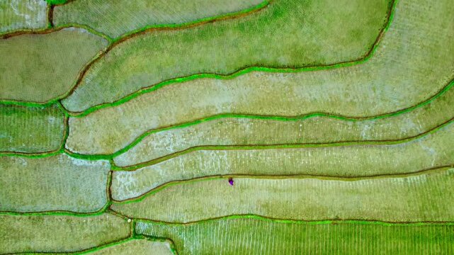 Drone aerial view skimming close to ground of lush green terraced rice fields in Pu Luong, Vietnam, scenic rural agriculture landscape.