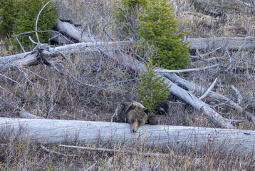 Fototapeta premium Grizzly Bear in Yellowstone National Park Wyoming in Springtime