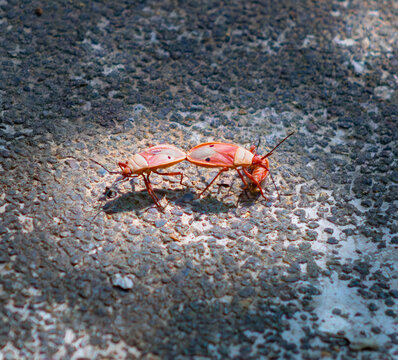 A pair of red cotton stainer bugs mating on a stone ground.