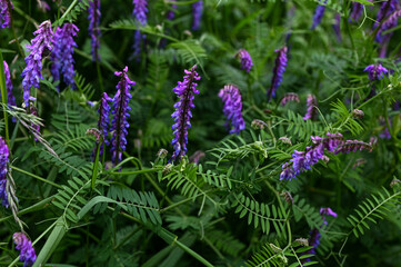 Obraz premium Hairy vetch, or Vicia villosa wildflowers, at springtime