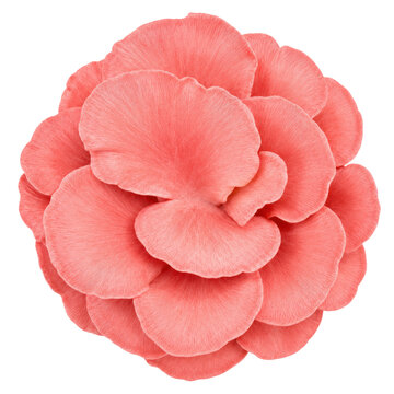 Pink Oyster Mushroom Caps Top View Isolated on White Background, Coral Cluster with Soft Rounded Texture