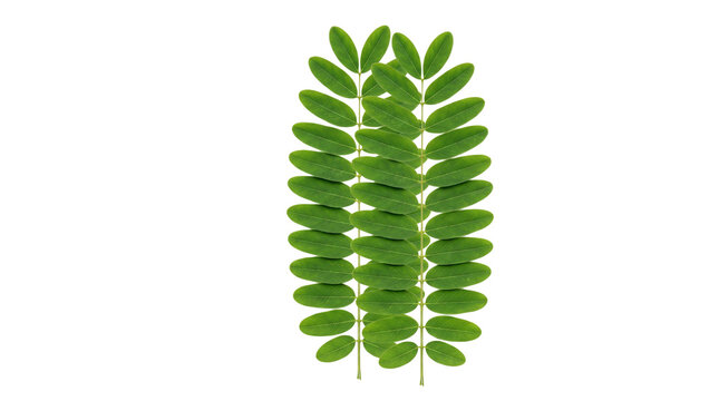 Green acacia leaves isolated on transparent background