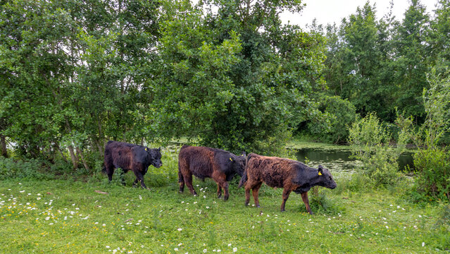 Galloway cattle in Molenplas protected area near Stevensweert, part of the Maas valley river park on the Netherlands Belgium border, designed for water storage and nature restoration