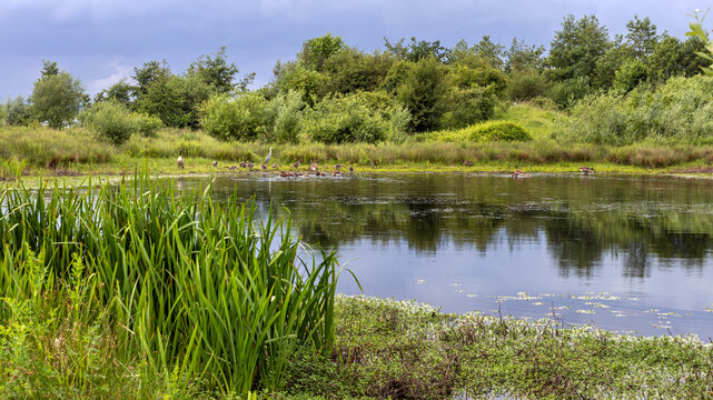 Molenplas protected area near Stevensweert, part of the Maas valley river park on the Netherlands Belgium border, designed for water storage and nature restoration