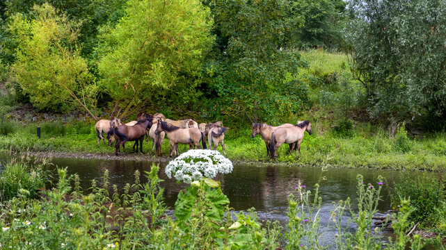 Konik horses in Molenplas protected area near Stevensweert, part of the Maas valley river park on the Netherlands Belgium border, designed for water storage and nature restoration