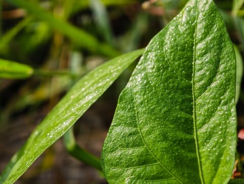 Fresh morning dew drops sparkling on green mung bean leaves. Ideal background for environmental, wellness, and purity concepts.